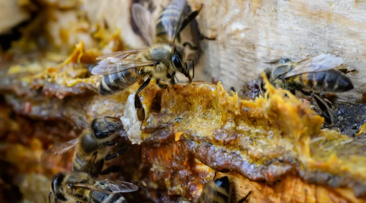 Própolis Verde para Câncer: O Poder Antitumoral do Artepillin C